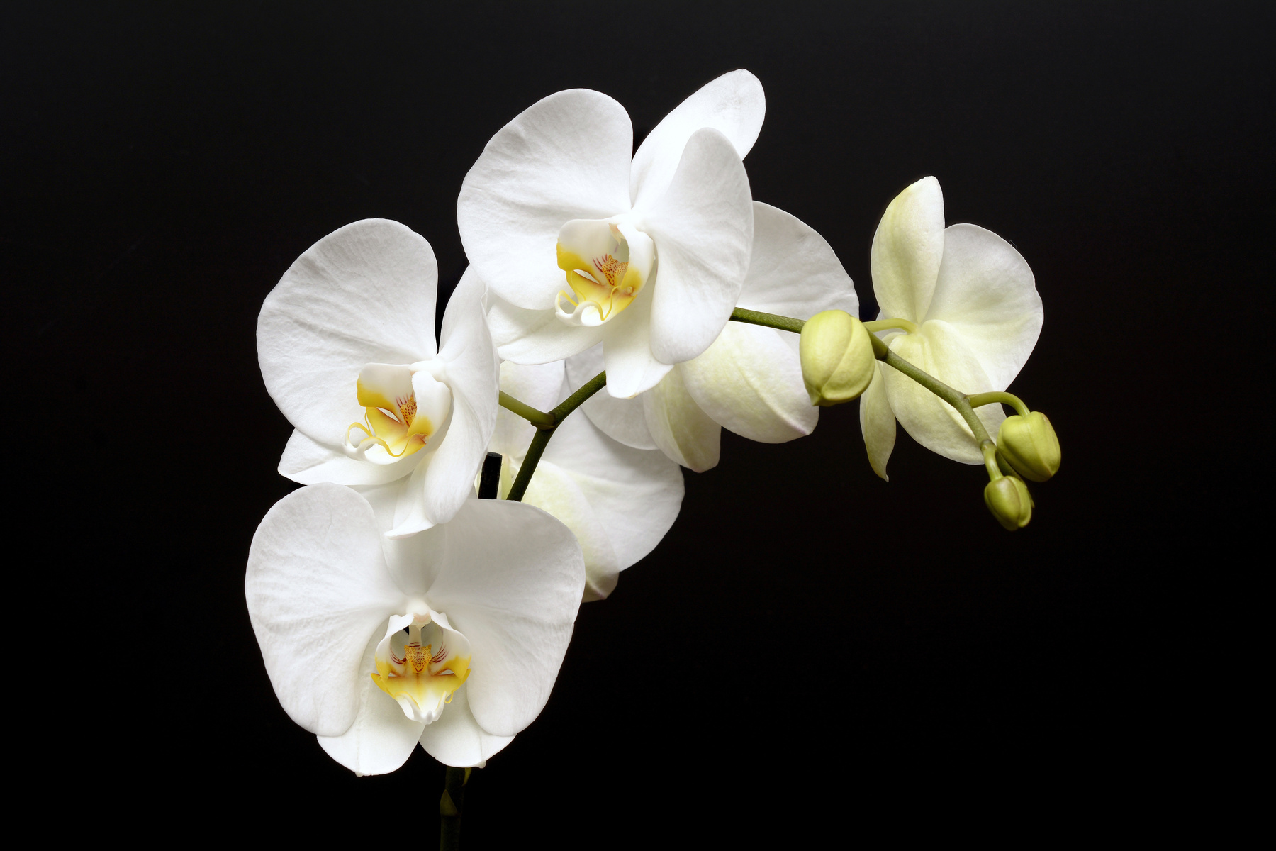 White Orchids Up Close